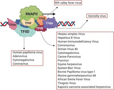 Critical Involvement of TFIIB in Viral Pathogenesis